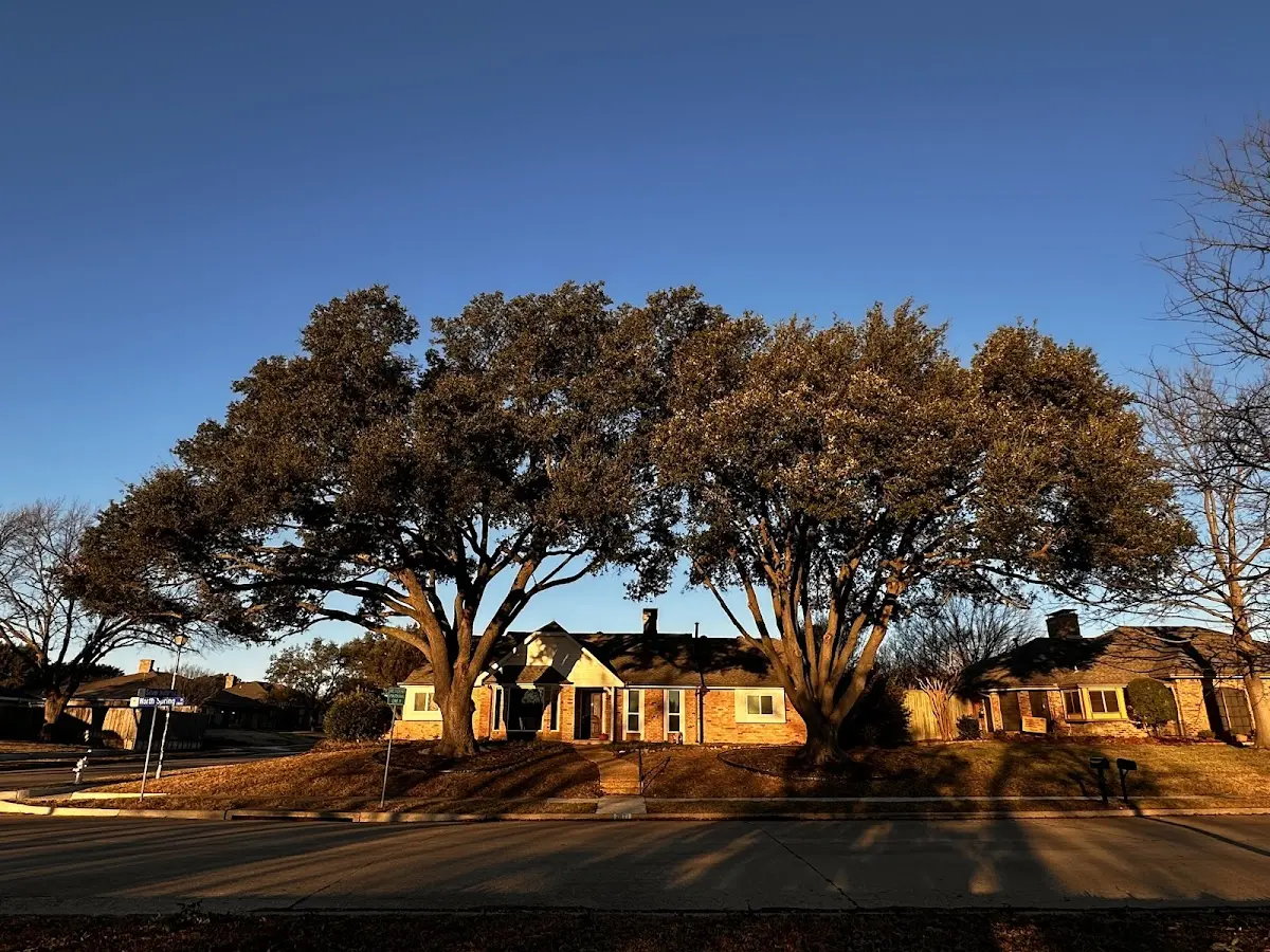 Established residential canopy tree shading a home in Orrville